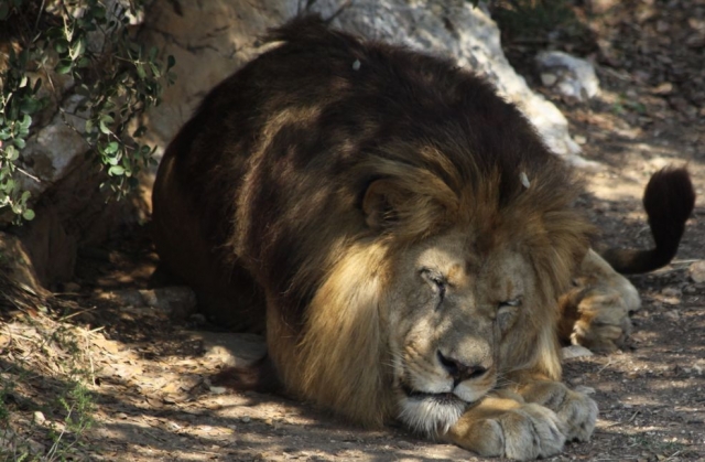 Montpellier Parc Zoologique
